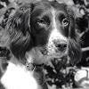 Jemmy