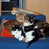 Garfield, Apache & Shymin