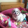 Lola