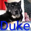 Duke