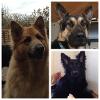 The Boys