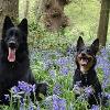 Bear & Bomber
