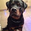 Rocco