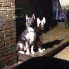 Fury & Nikita