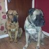 Bentley & Winston