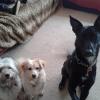 Dexter, Sphie & Louie